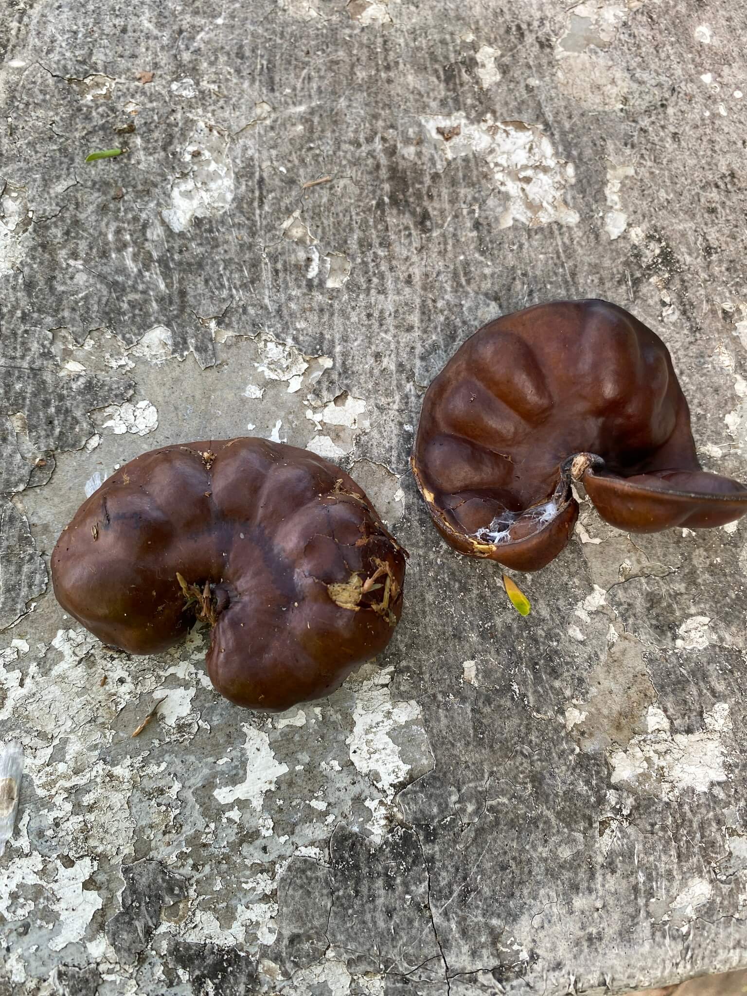 Enterolobium cyclocarpum